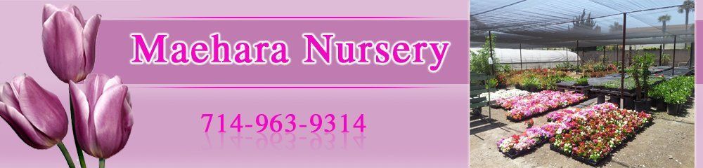 Nurseries - Fountain Valley, CA - Maehara Nursery