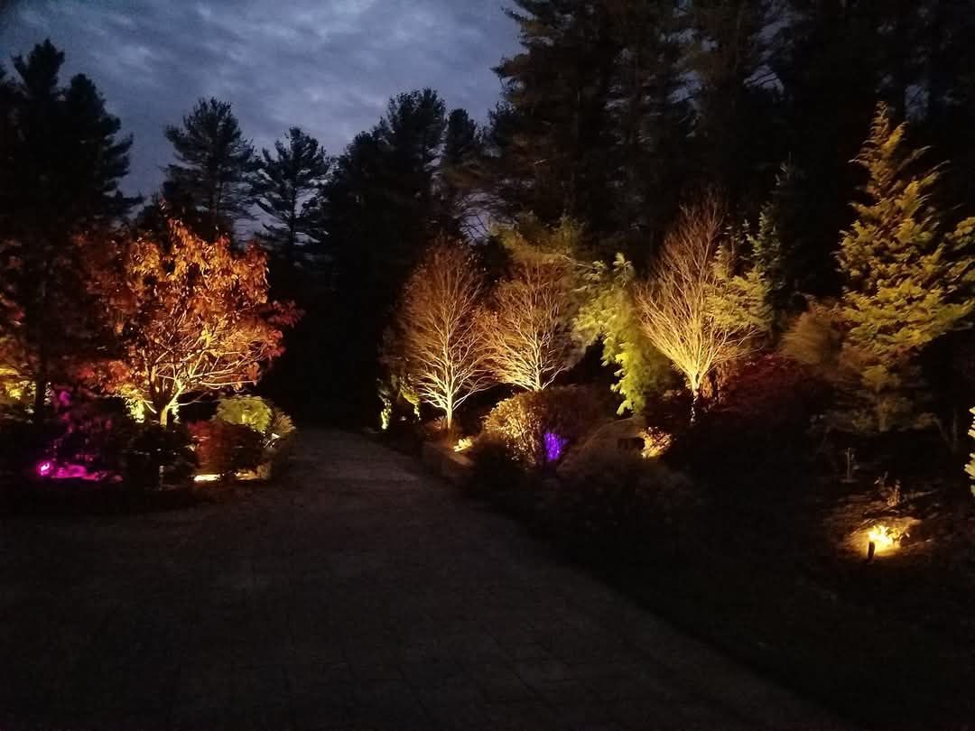 A dark forest with trees lit up at night
