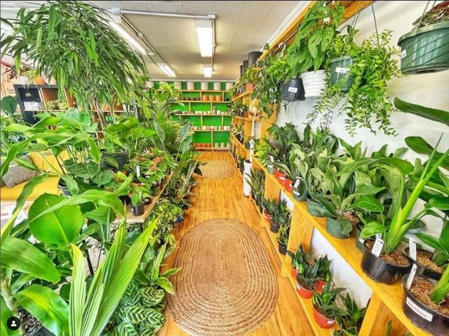 best soil snake plant Snake Plant Zeylanica - Medium (16-17