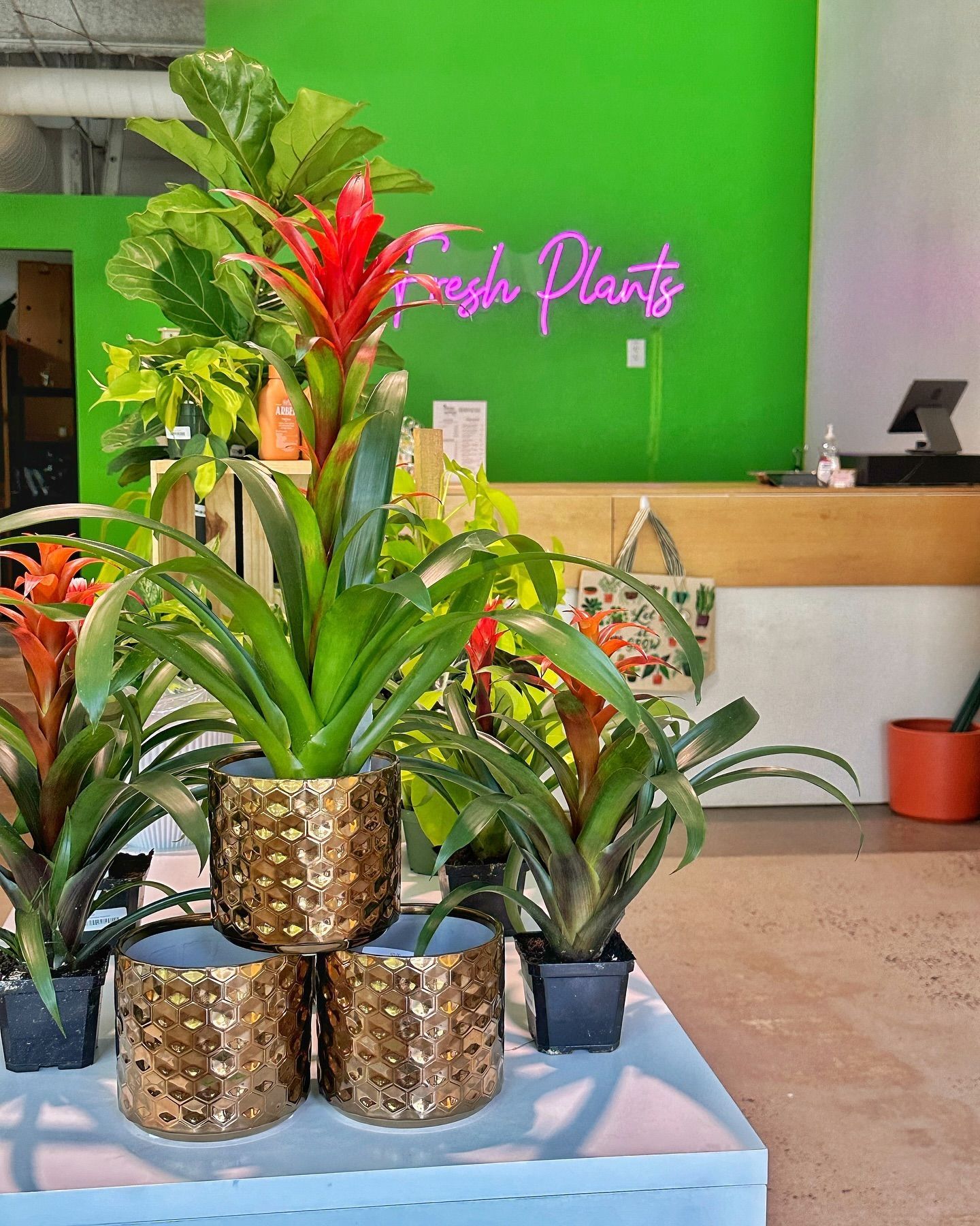 A bunch of potted plants are sitting on a table in a store.