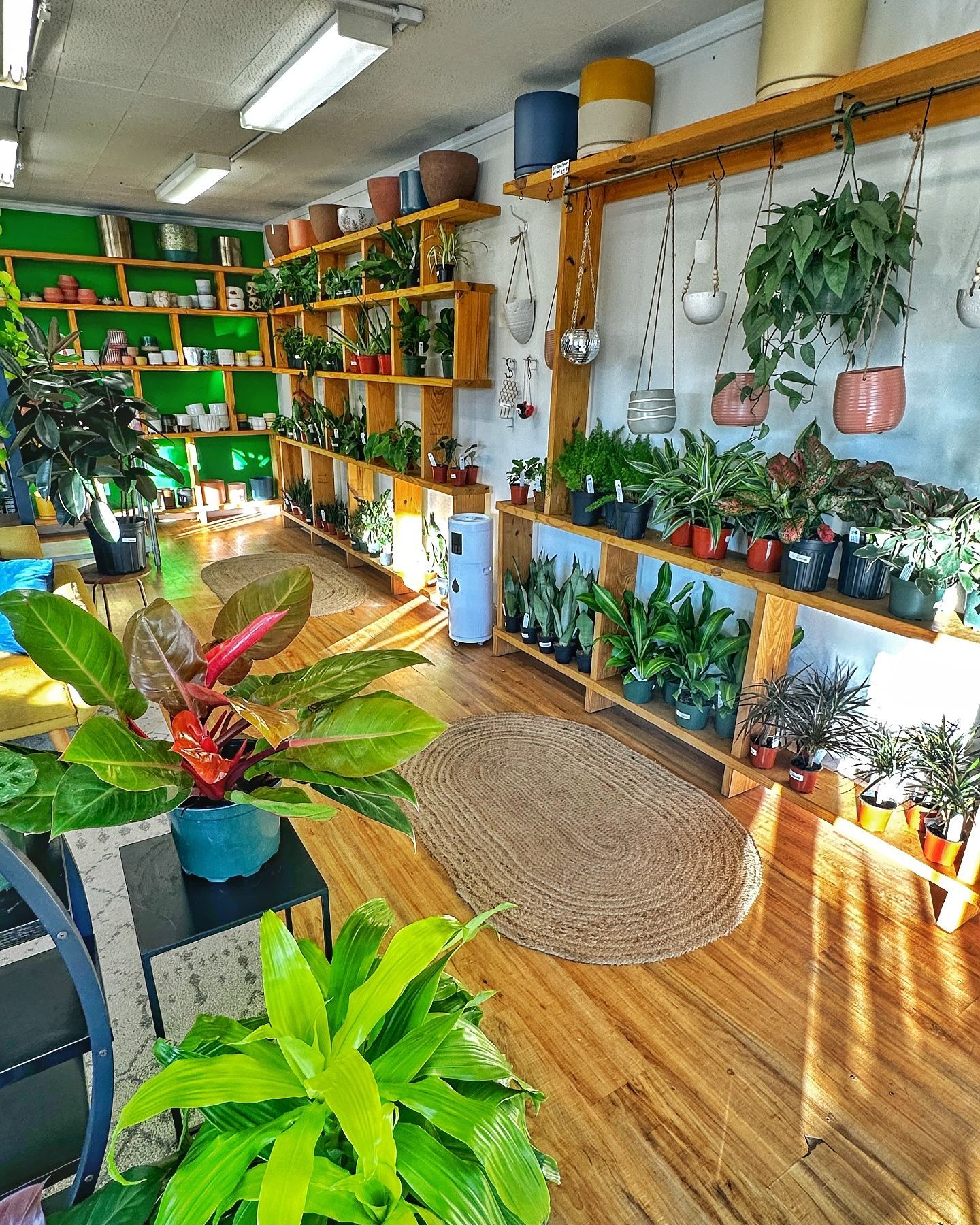 A room filled with lots of potted plants and shelves.