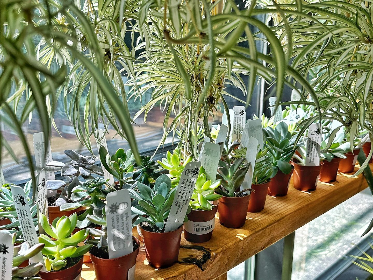 A row of small potted plants on a wooden shelf