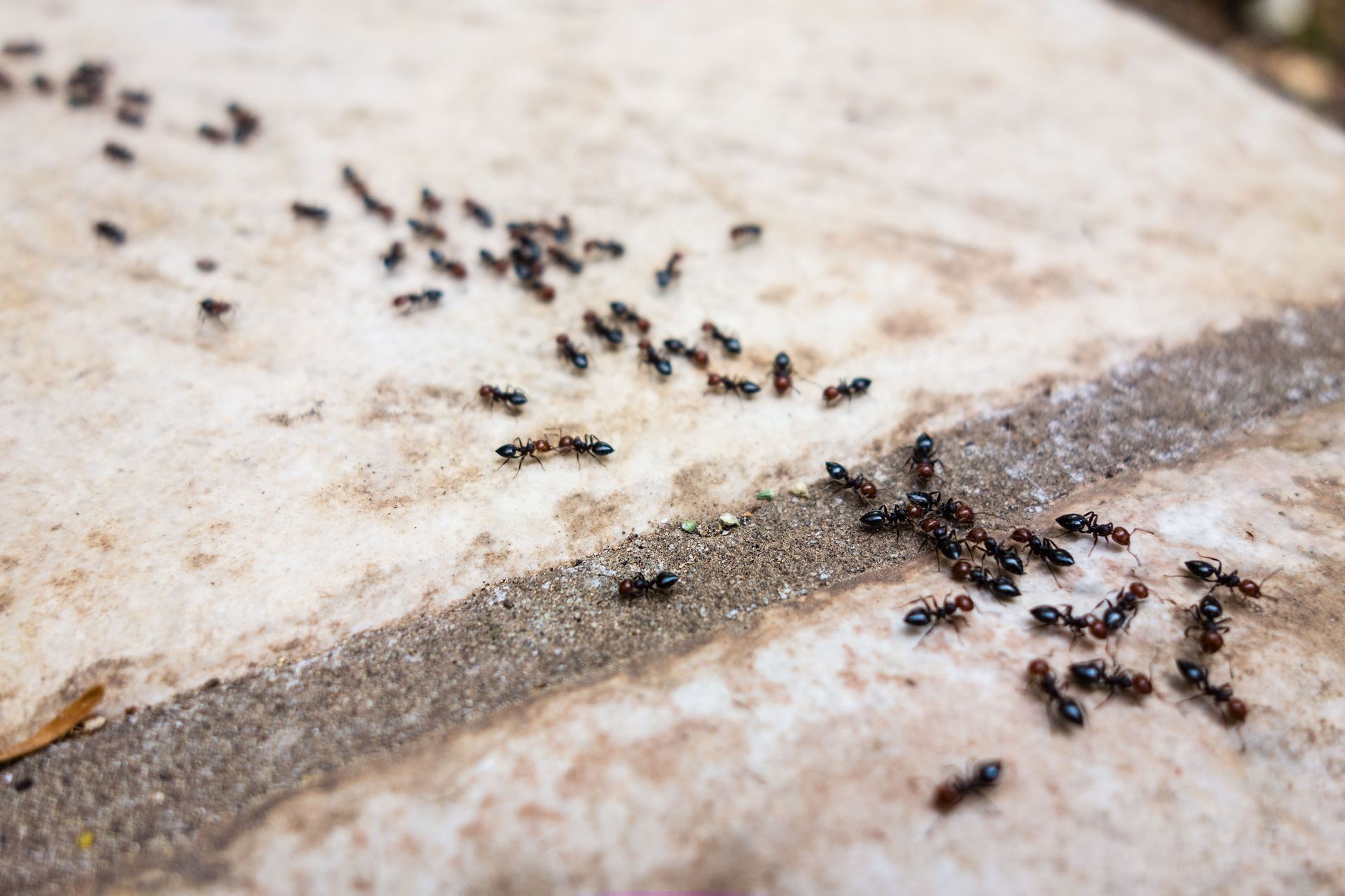 Ants crawling on a weathered white and gray surface, forming a trail.