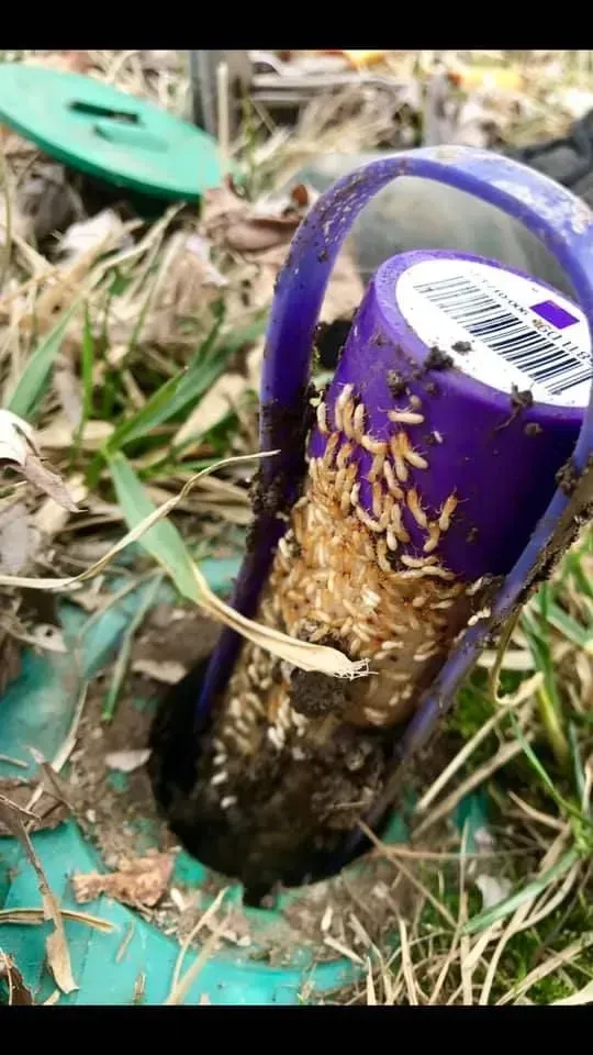 Termites swarming inside a purple termite bait station in a grassy area.