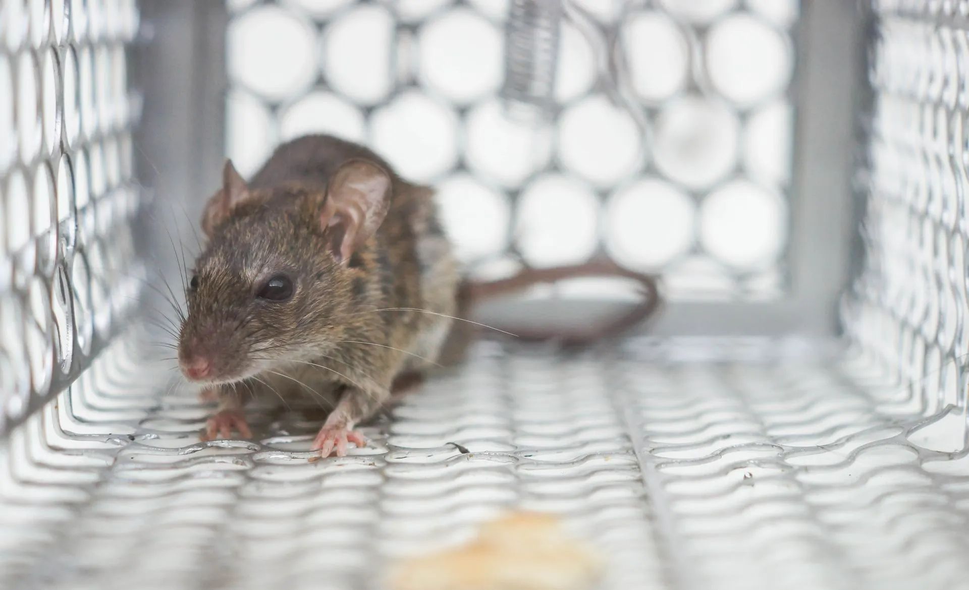 Mouse trapped inside a metal cage.
