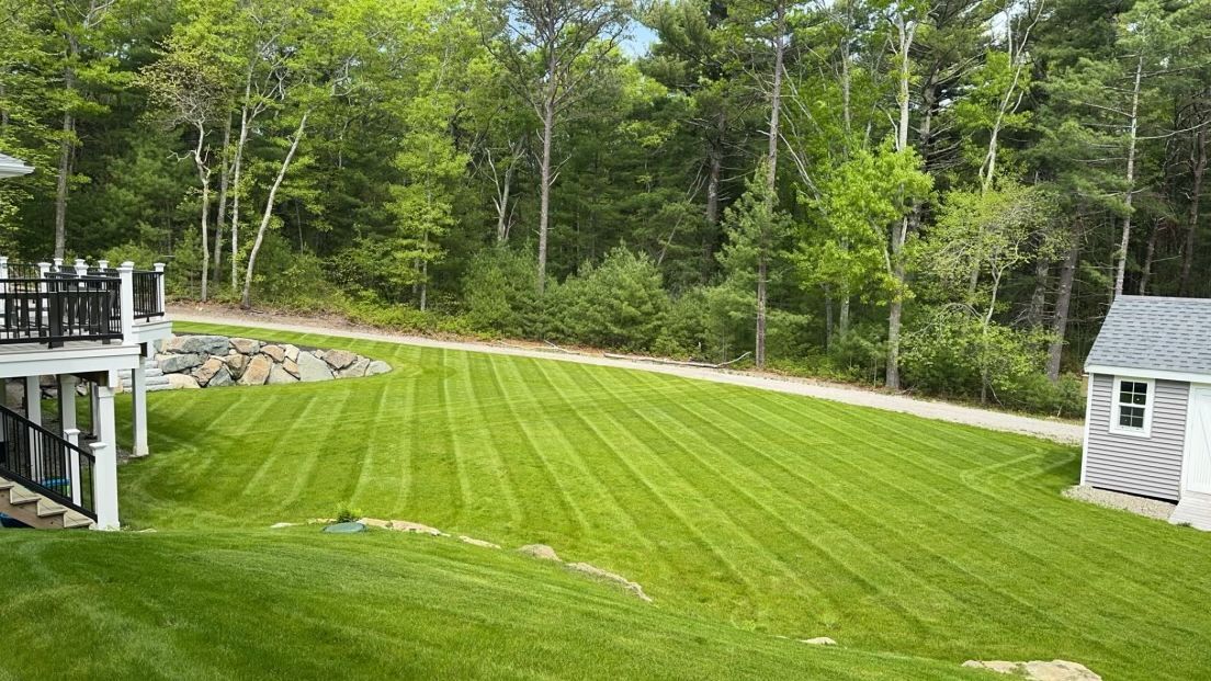A large lush green lawn with a shed and a deck in the background.