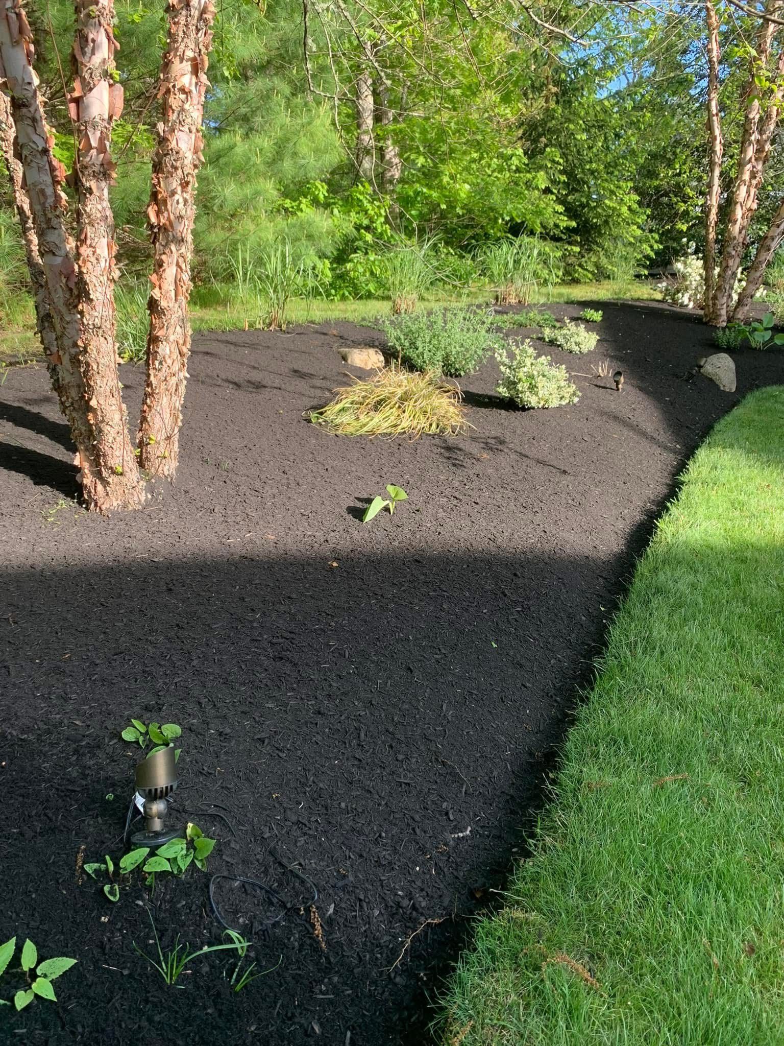 A lush green yard with trees and black mulch.