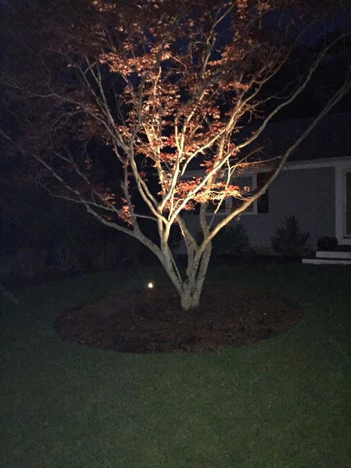 A tree is lit up at night in front of a house
