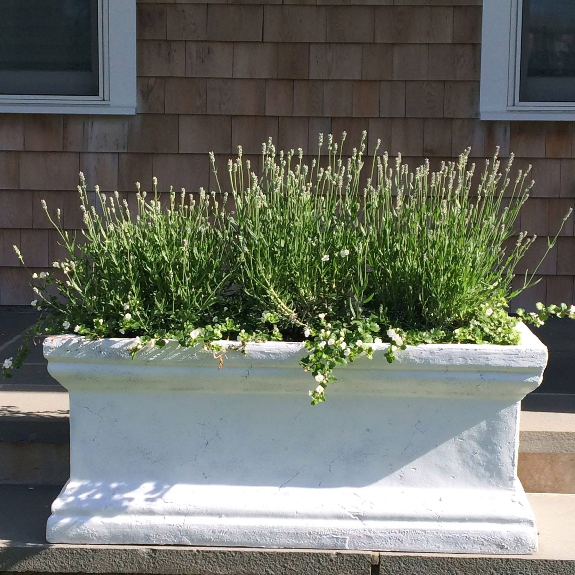 A white planter with lots of green plants in it