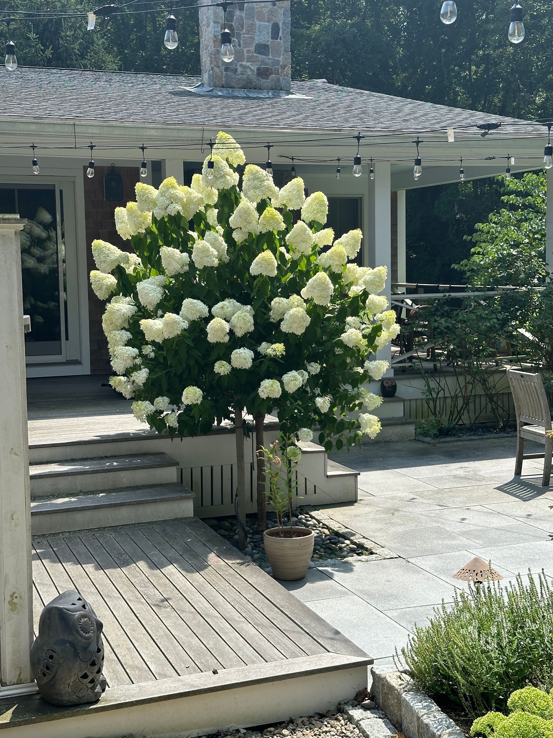 A tree with white flowers in front of a house