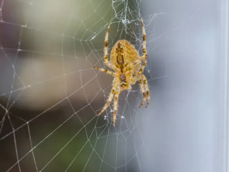 Brown spider on a web, against a blurred light background.