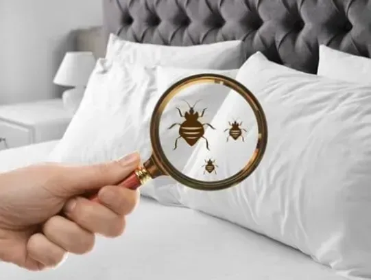 Hand holding magnifying glass over bed, showing bed bugs on white pillow.
