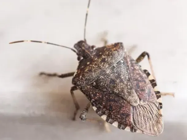 Brown marmorated stink bug on a white surface, showing mottled pattern and antennae.