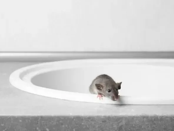 Gray rat peering over the edge of a white sink in a bathroom.