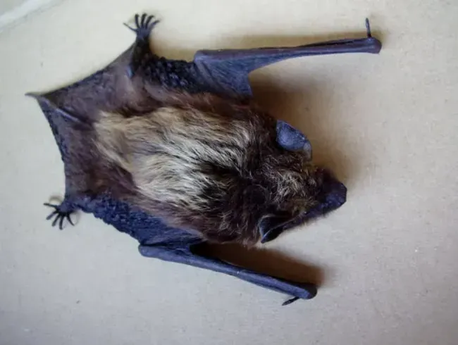 Bat with dark wings, brown fur, lying on a light surface, wings spread.