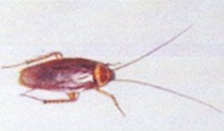 American Cockroach