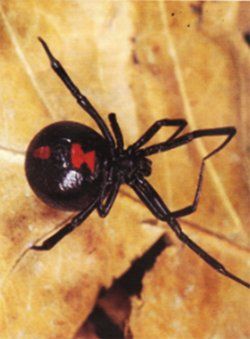 Black Widow Spider