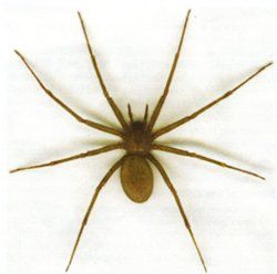 Brown Recluse