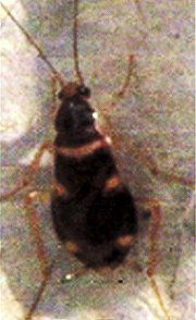 Brown-banded Cockroach