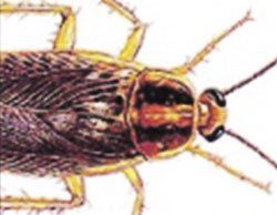 Cockroach