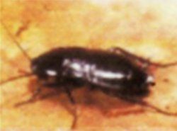 Oriental Cockroach