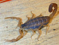 Striped Bark Scorpion