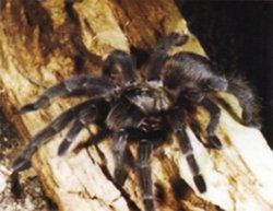 Tarantula