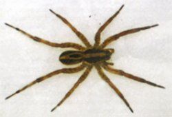 Wolf spider