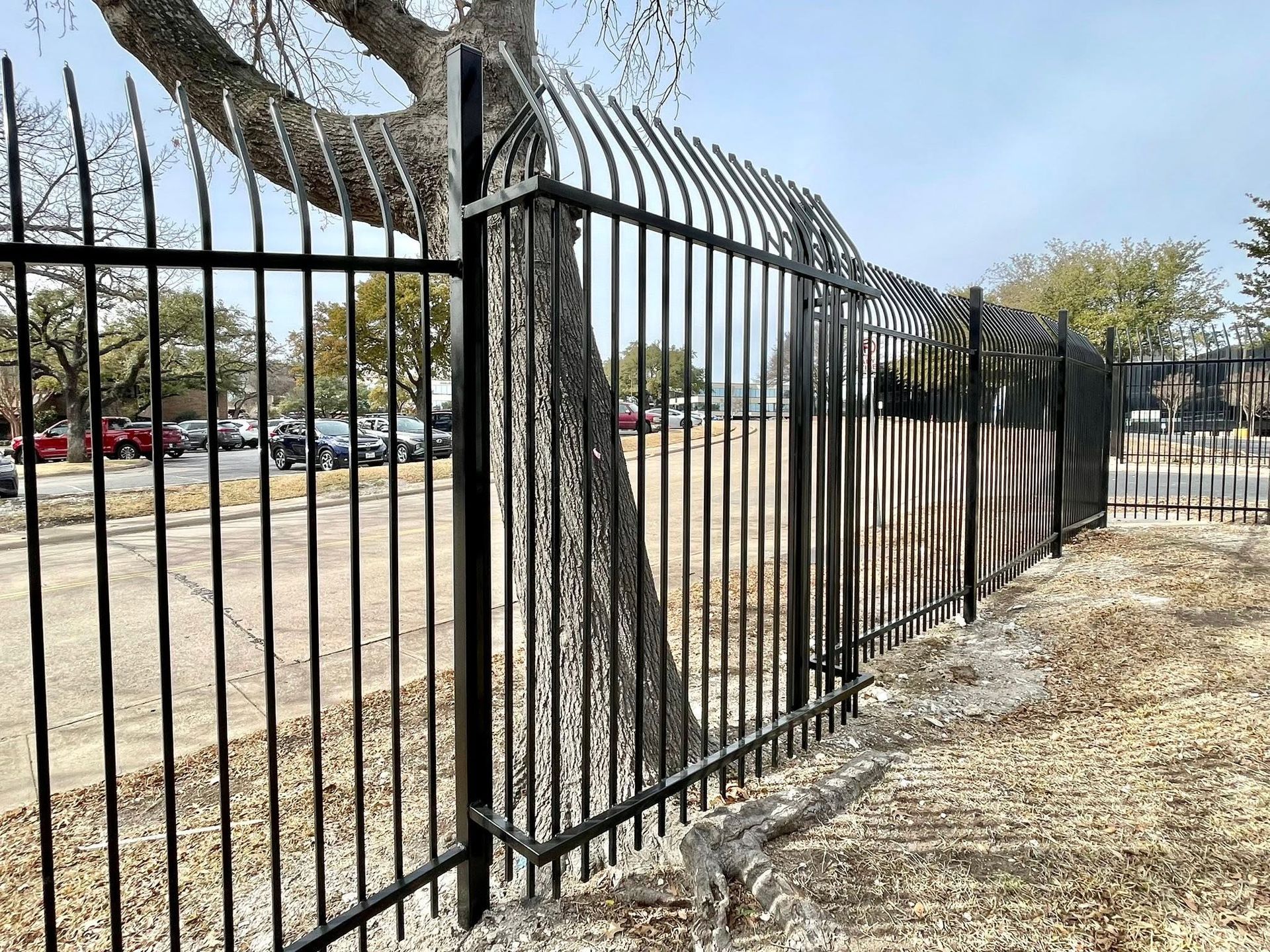 Black metal fence beside a large tree and dry grass in a park, with cars in the background.
