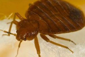 bed bug services