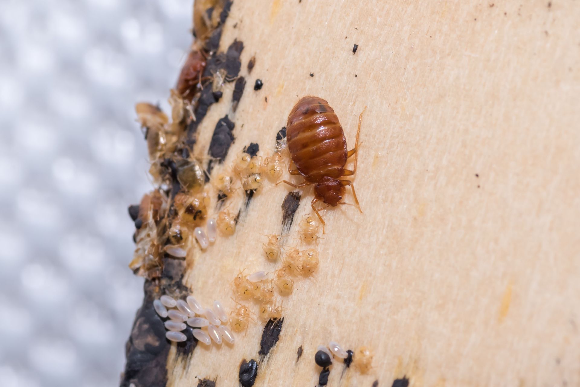 pest control company