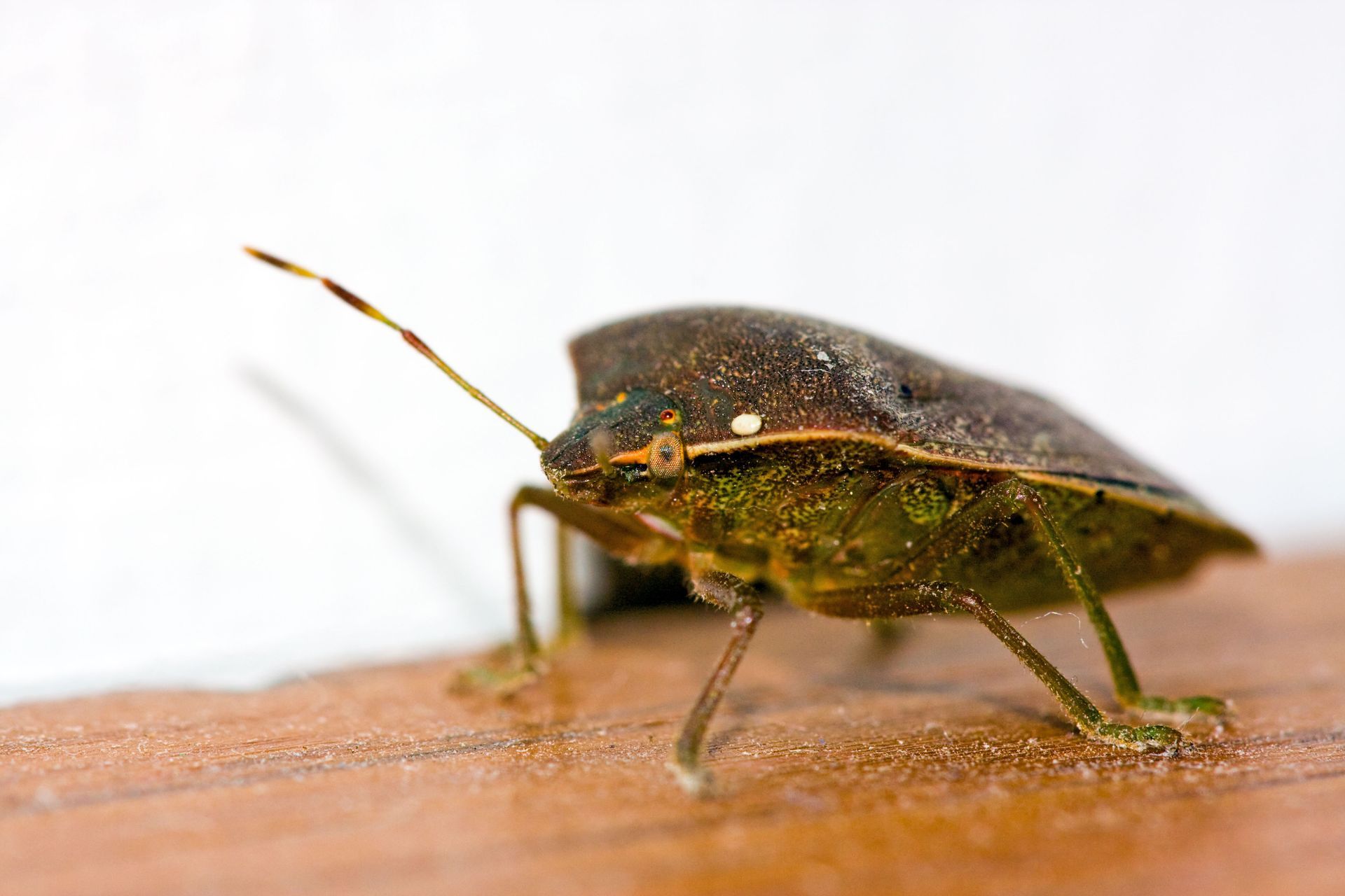 bed bug services