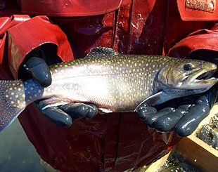 TROUT FISHING IN North America: Where & When, by J.B. Kitching & B.P.  Worcester £10.98 - PicClick UK