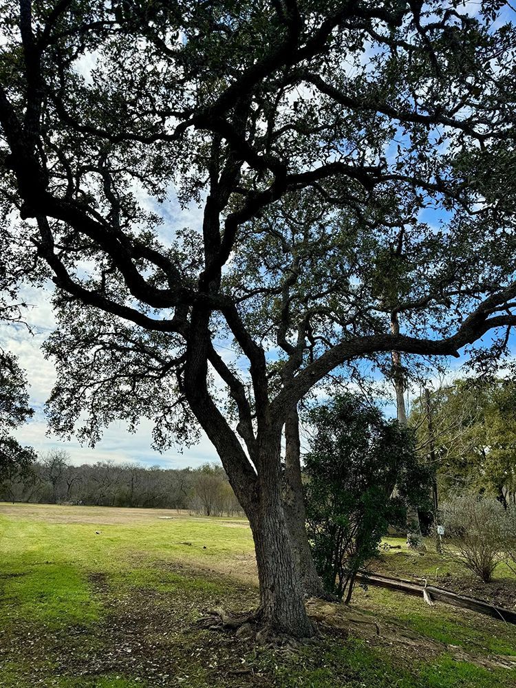 Tree with dark, spreading branches and green leaves in a grassy field under a cloudy sky.
