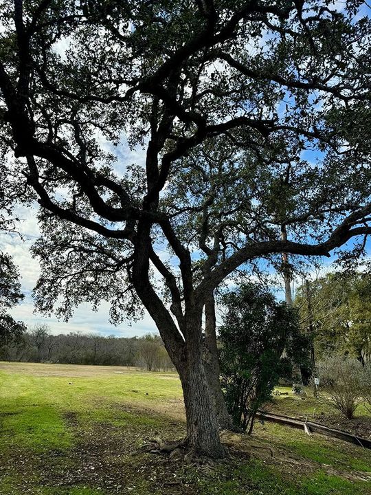 Tree with dark, spreading branches and green leaves in a grassy field under a cloudy sky.