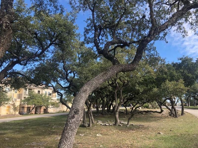 Trees with gnarled branches and green leaves against a blue sky, near a beige building and a grassy area.