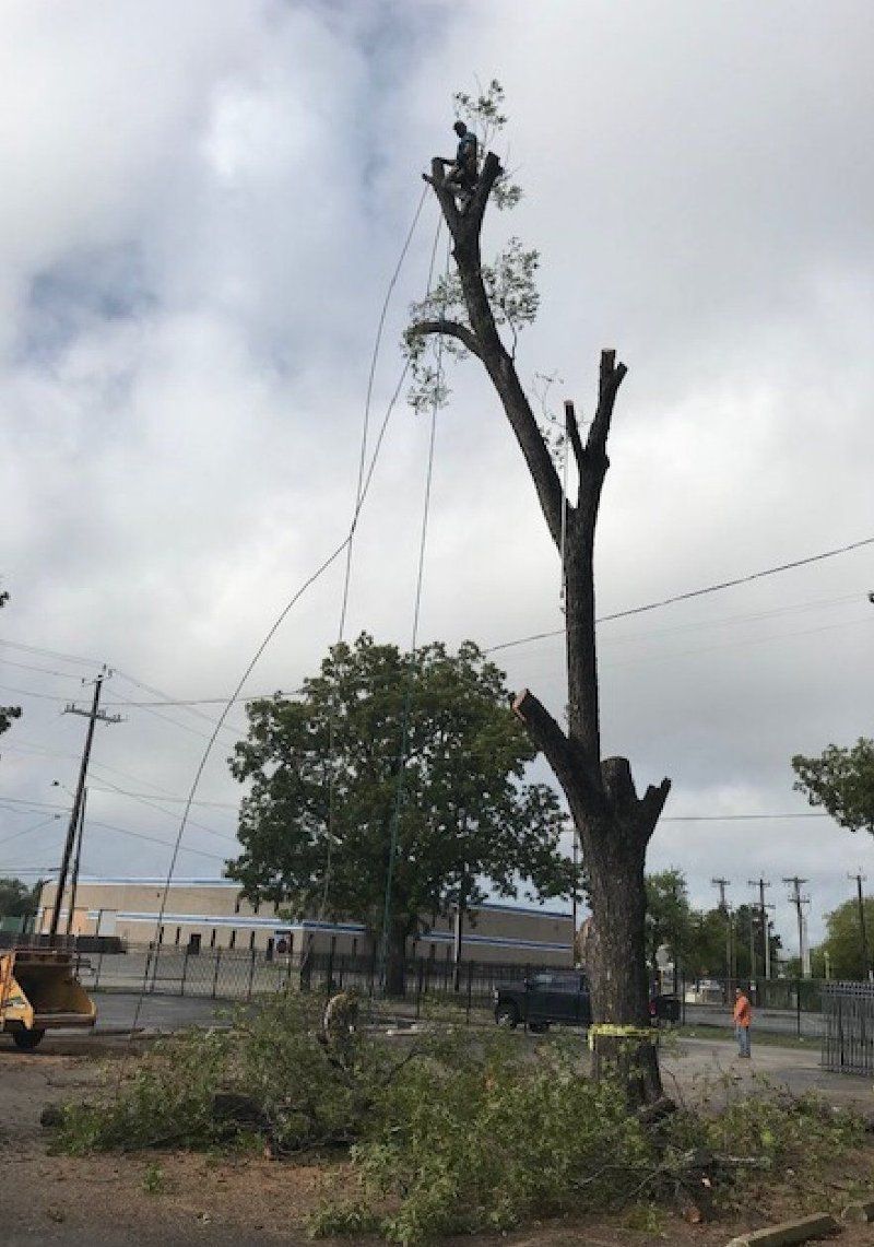 Partially pruned tree with ropes, worker, and equipment on a cloudy day.
