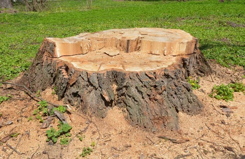 Tree stump in a grassy area, bark is dark brown with light-colored wood on the top.