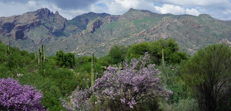 R.O. Landscape & Tree Service LLC gallery 9