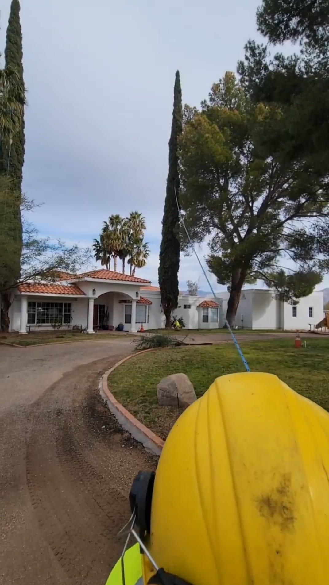 Italian Cypress Removal #1