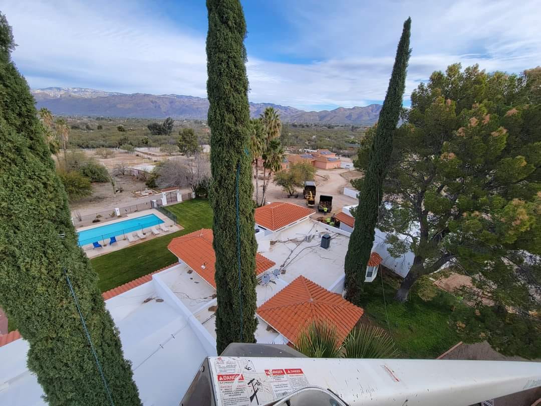 Italian Cypress Removal #2