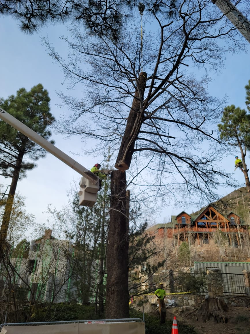 Pine Tree Removal #1