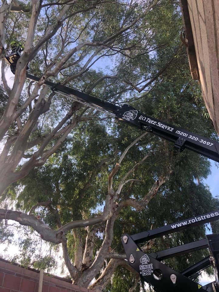 Pine Tree Removal #2