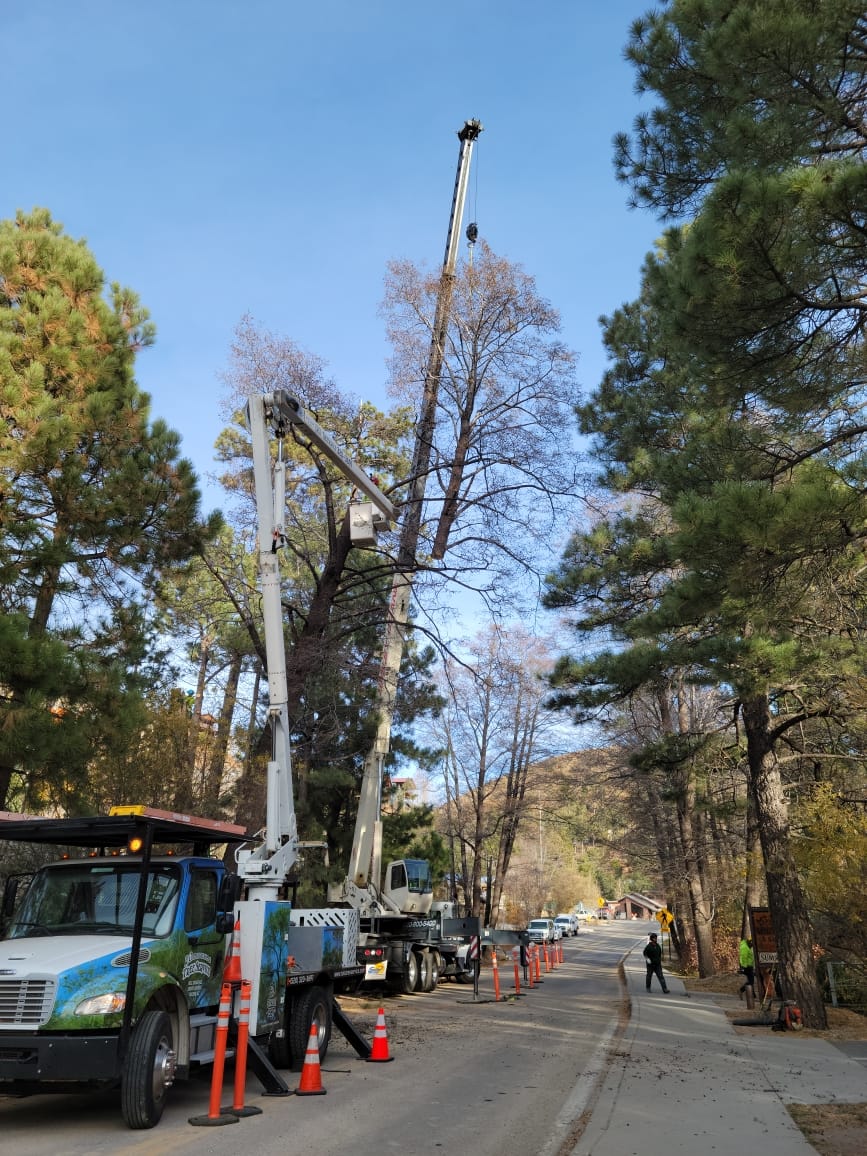 Pine Tree Removal #3