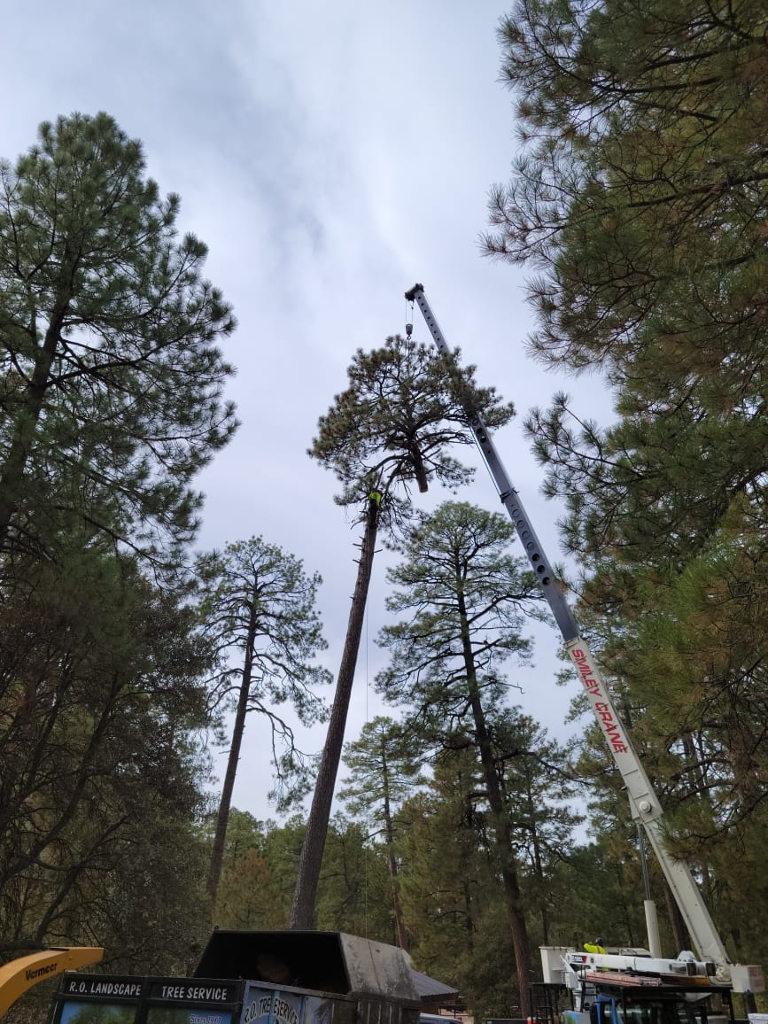 Pine Tree Removal #4
