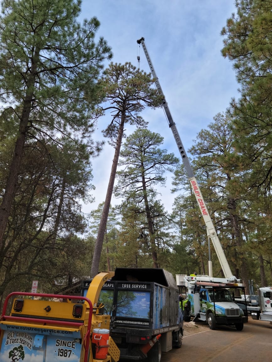 Pine Tree Removal #5