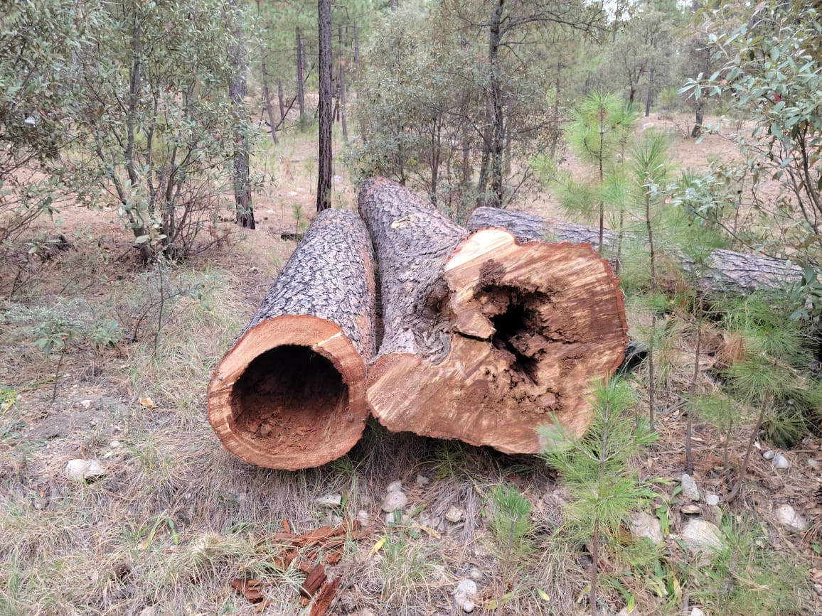 Pine Tree Removal #6