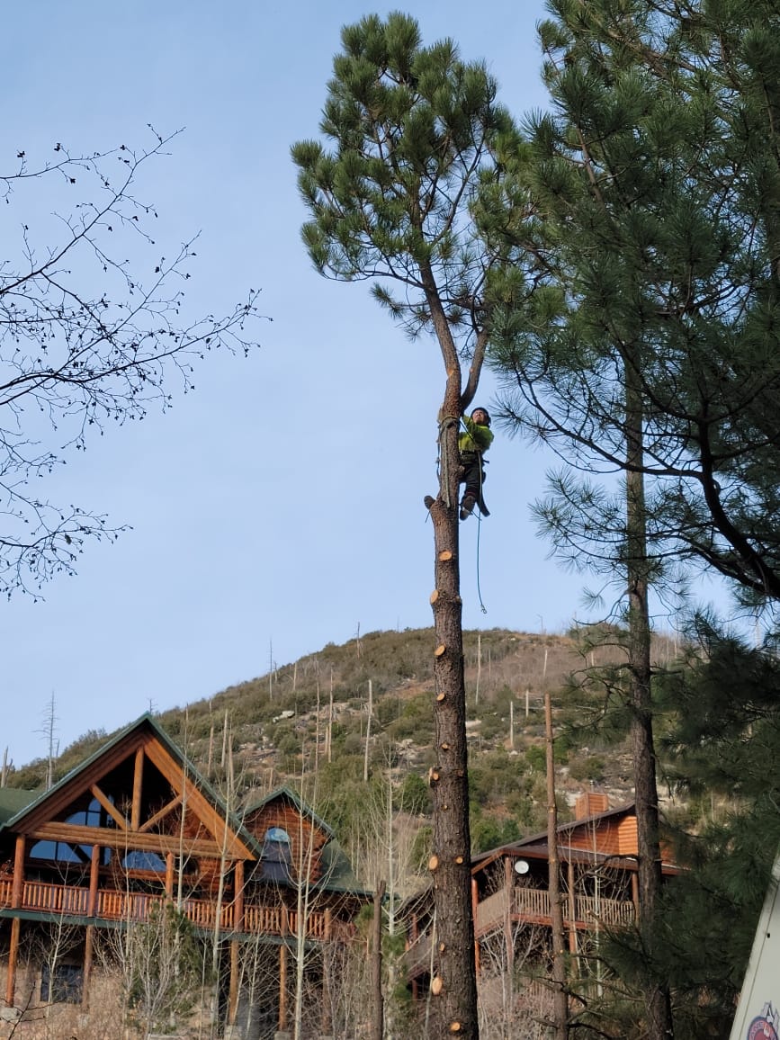 Pine Tree Removal #7