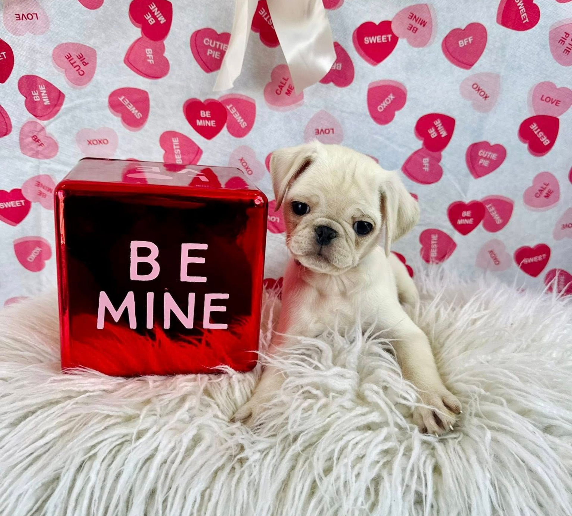 A cream-colored pug puppy sits on white fur, beside a red cube with BE MINE in white. Hearts background.