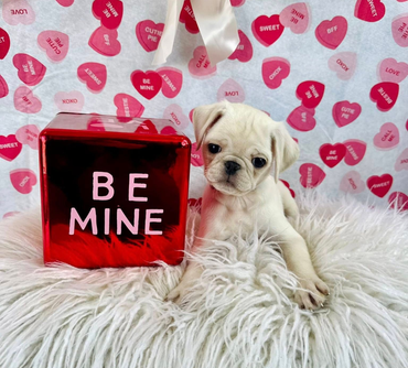 A cream-colored pug puppy sits on white fur, beside a red cube with BE MINE in white. Hearts background.